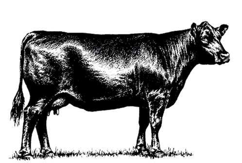 Beef