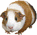 Cavies