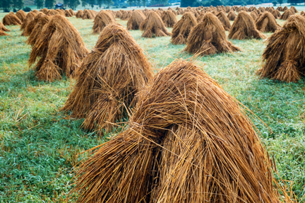 Hay