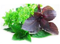Herbs