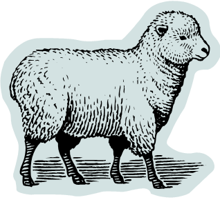 Sheep